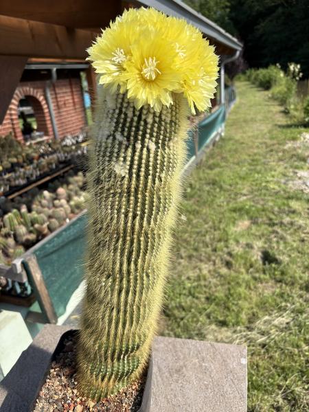 Parodia leninghausii